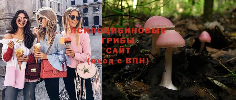 где купить наркоту  Гудермес  Галлюциногенные грибы Psilocybe 